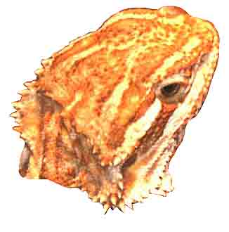 just a headshot