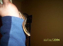 Male Orange eastern