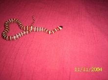 Kingsnake