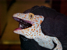 chester, my tokay