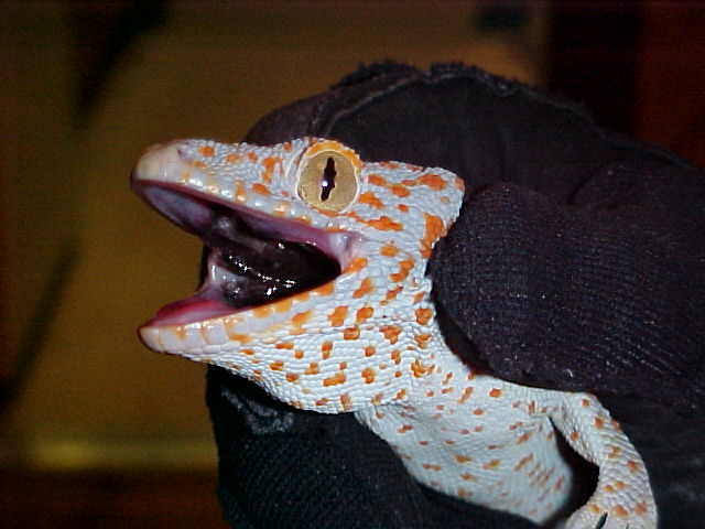 chester, my tokay