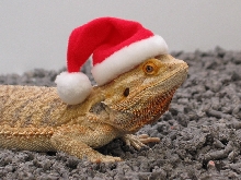 Merry Christmas!