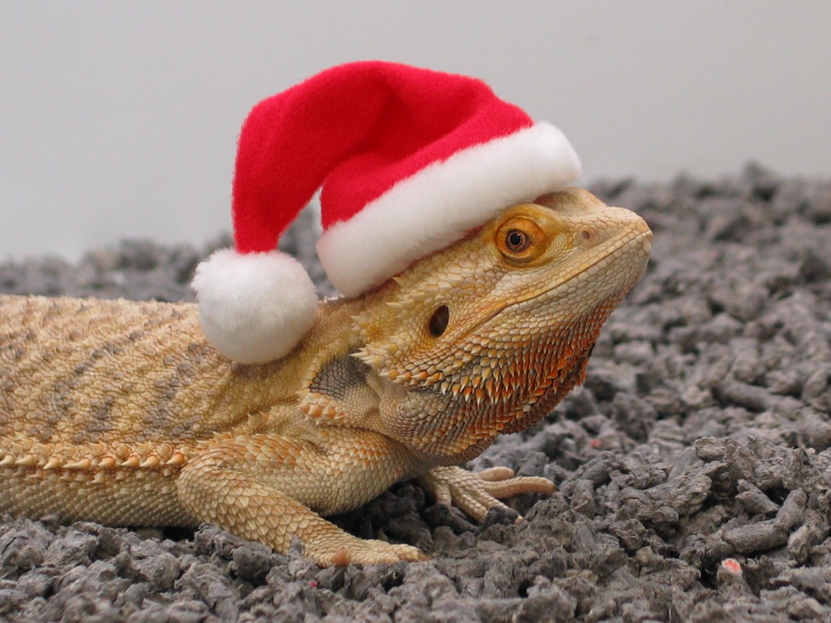 Merry Christmas!