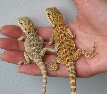 Siblings