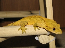 Male Crested Gecko