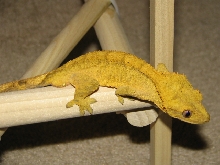 Male Crested Gecko