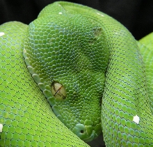 aru