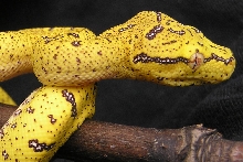 aru