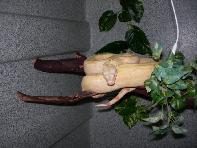 Albino tree boa
