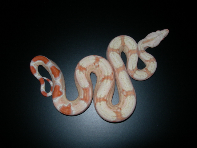 Yagi het stripeXred albino