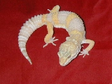 Tremper giant male 2