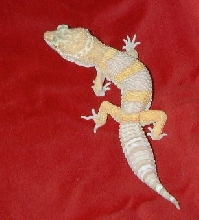 Tremper giant male