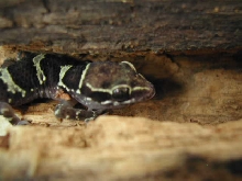 Nice house gecko!