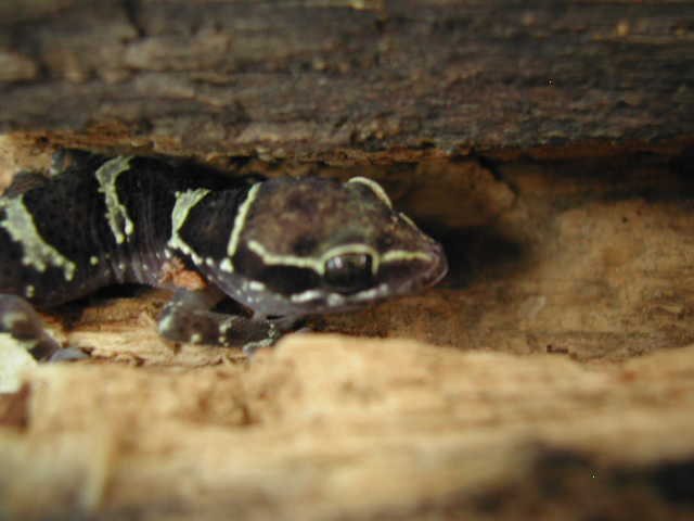 Nice house gecko!