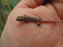Geckoleppis Baby