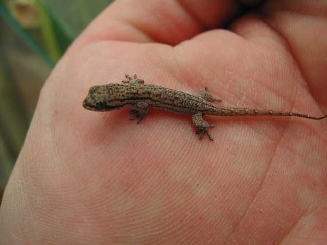 Geckoleppis Baby