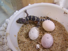 Hemidactylus triedrus