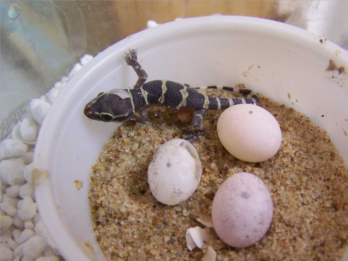 Hemidactylus triedrus
