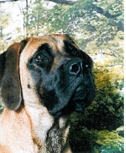 Dazi