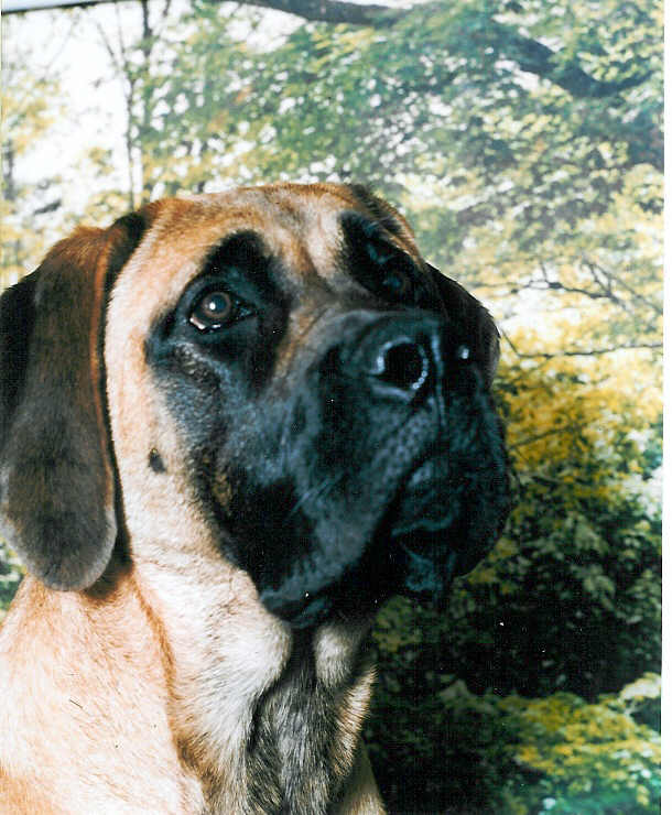 Dazi