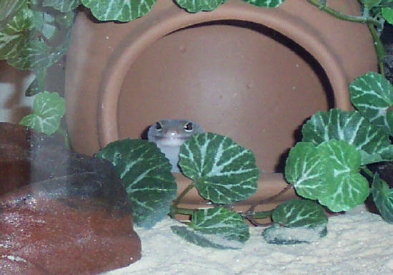 Favorite Hide