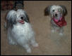 Gizmo and Abigail