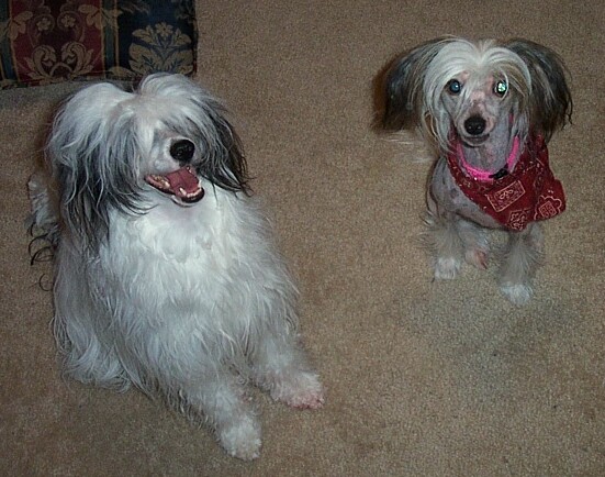 Gizmo and Abigail