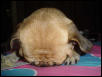 hiding the face