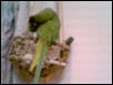 gubbi