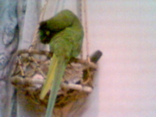 gubbi