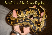 John Berry Burmball