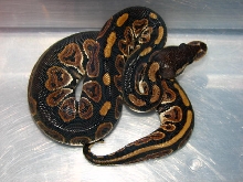 08 Black Pastel Female