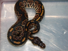 Black Pastel 08
