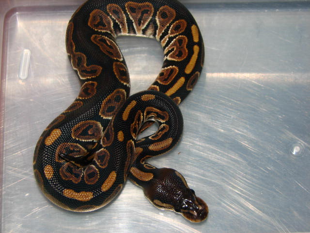 Black Pastel 08