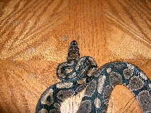 Poss. Granite