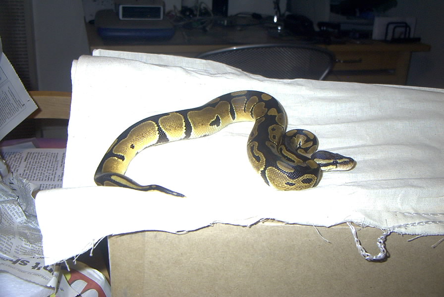 Different View Yellow