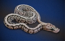 VPI Pastel Spot Nose