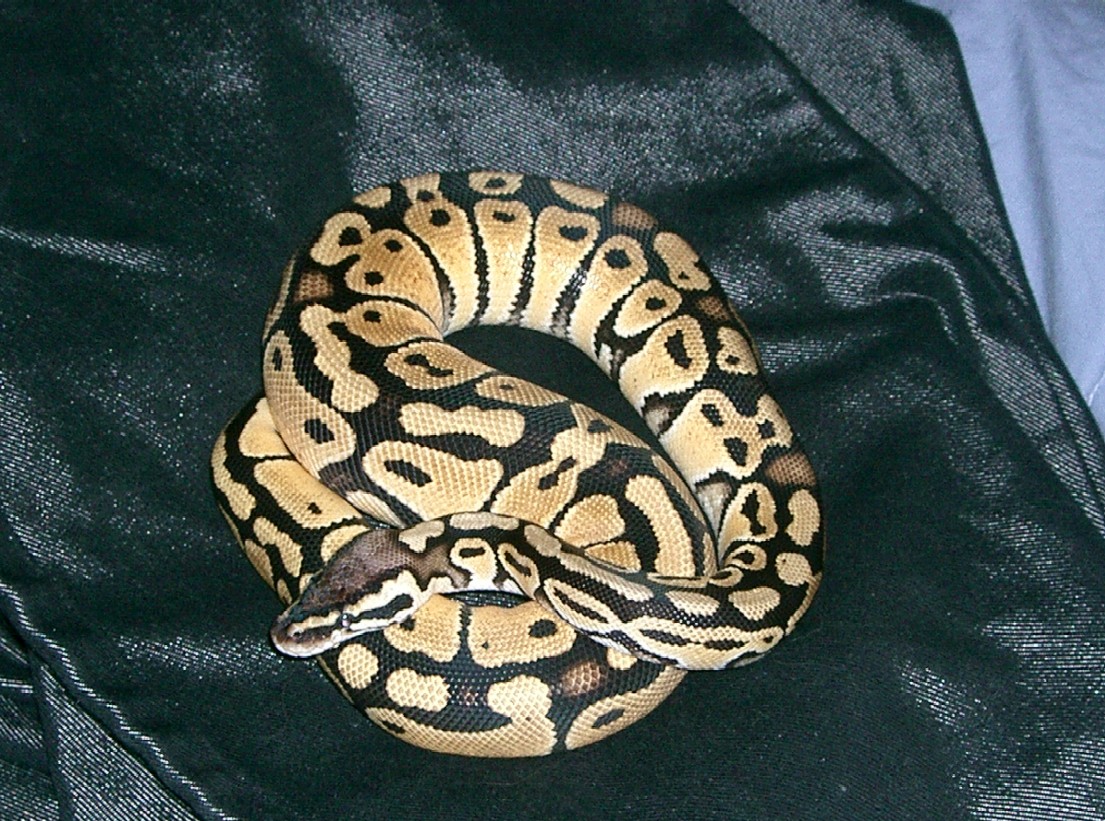 RDR Pastel