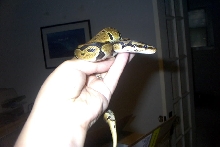 Yellow Ball
