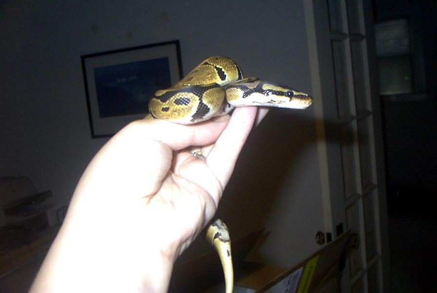 Yellow Ball