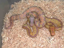 Banana Pastel & Clown
