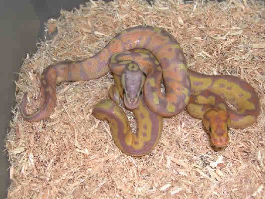 Banana Pastel & Clown