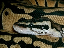 Pastel eye