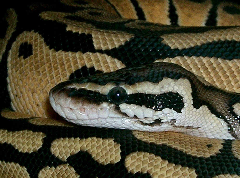 Pastel eye