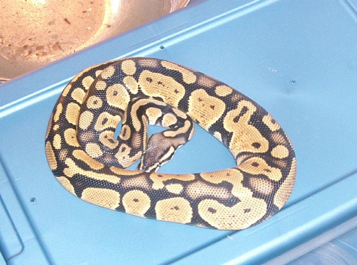 OzzyBoids Pastel
