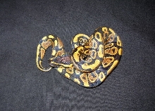 yb