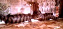 irian jaya blue tongues