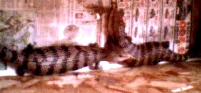 irian jaya blue tongues