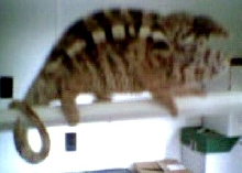 peaches (female diego suarez)