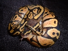 Pastel Ball